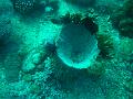 Unter Wasser (29)